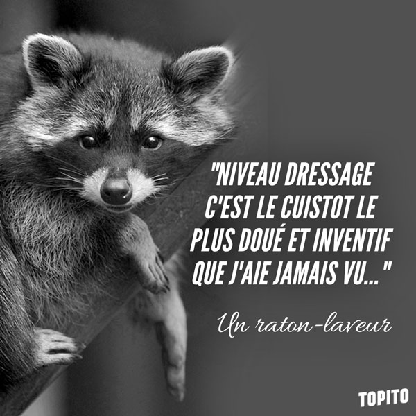 RACOON-hommage-Olivier-TopChef