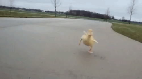 duck-chase-gif