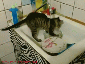 gif-cat-dishes-wash-663072