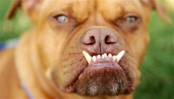 Ugly_Dog_Contest__mschulte@kcstar.com_17