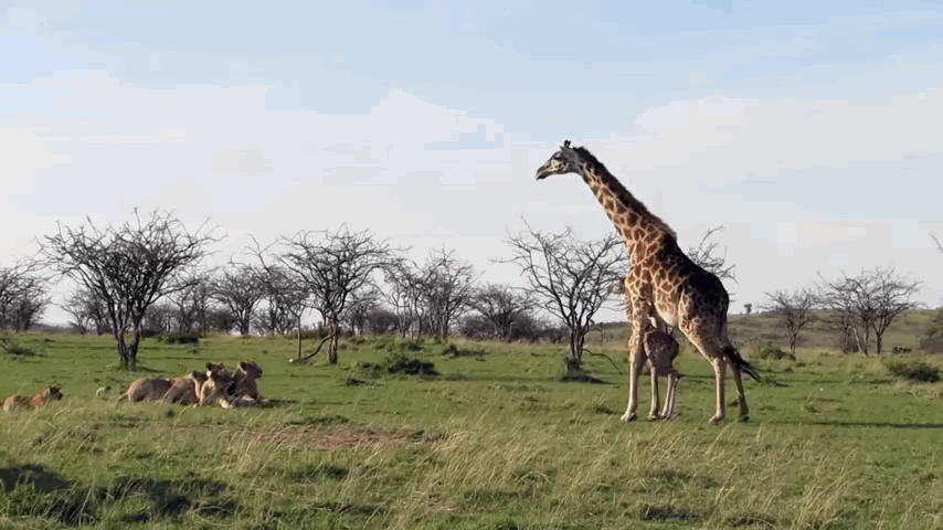 maman-giraphe