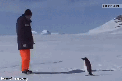 pingouin-attack