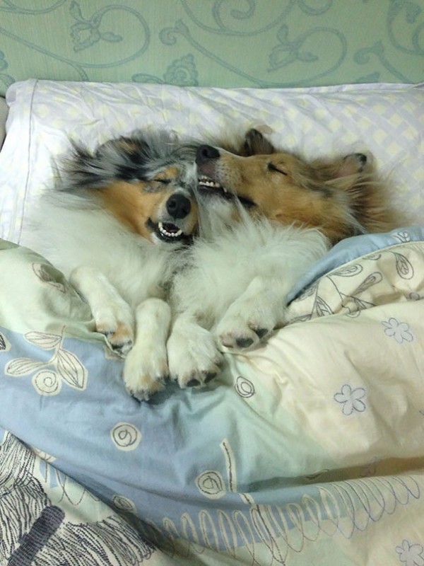 dog-sleeping-bed-funny-1001__605