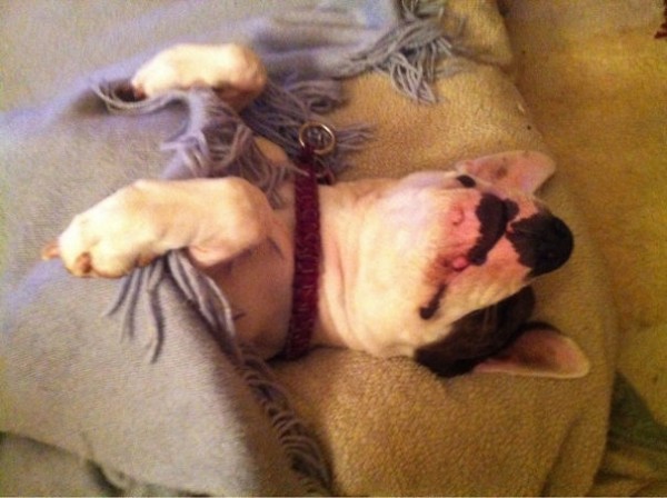 dog-sleeping-bed-funny-animal-photos-26__605