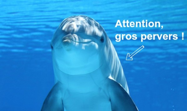 dolphin