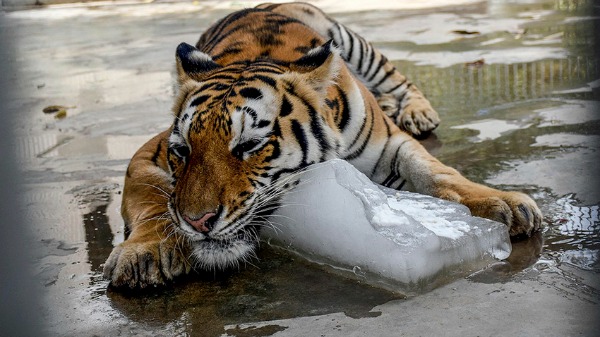 epaselect epa04816625 A Tiger cools off to beat the heat by embracing a large lump of ice  at the Karachi Zoo, in Karachi, Pakistan, 24 June 2015. Caretakers at Karachi's zoo were working to keep animals cool during a deadly heatwave affecting southern Pakistan. The human toll from four days of sweltering conditions had risen to more than 800 by Wednesday, with some 4,000 people being treated at hospitals for heat stroke. Large animals - including elephants from Tanzania, white lions, and tigers from Bengal - have been deeply distressed due to the "unbearable" heat, said Tazeem Naqvi, a director at the facility.  EPA/SHAHZAIB AKBER