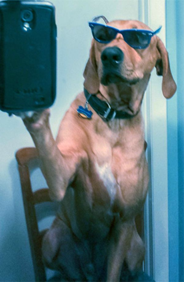 dog-selfie17