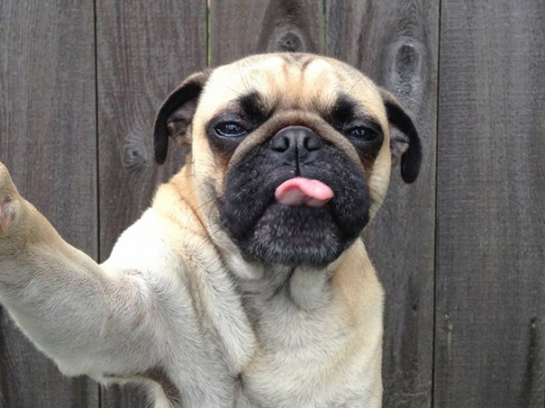 dog-selfie5