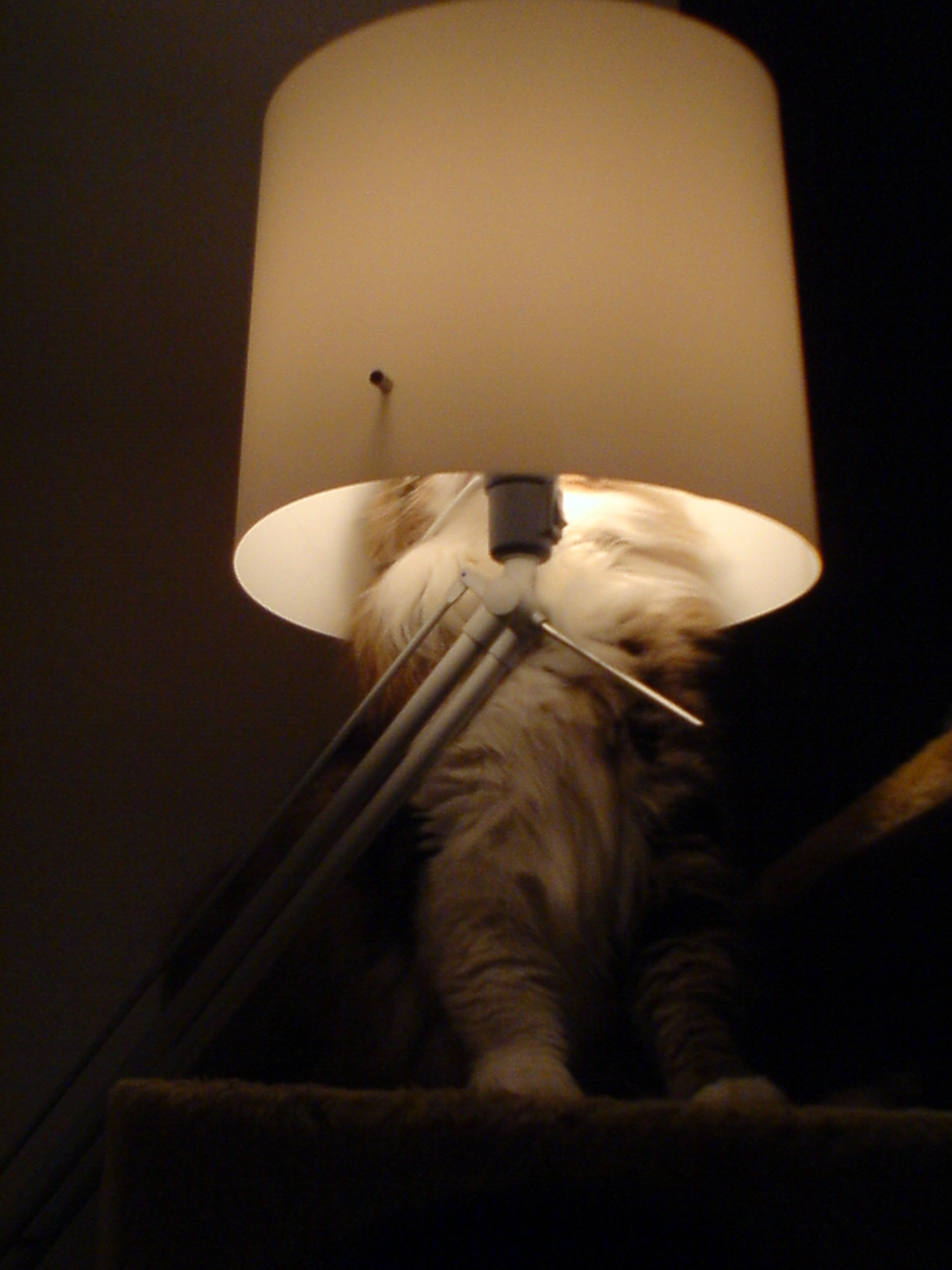 huf-chat-lampe
