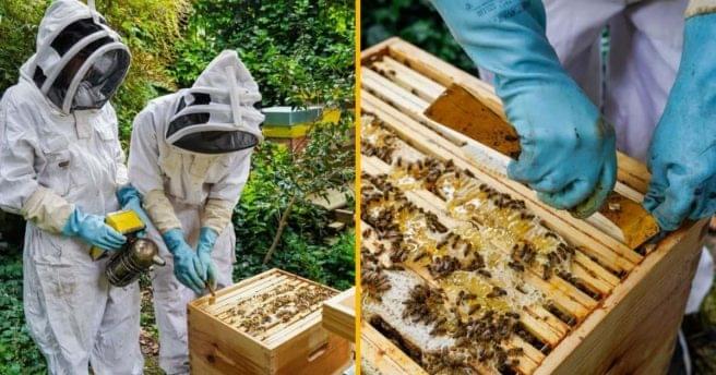 Atelier decouvrir apiculture