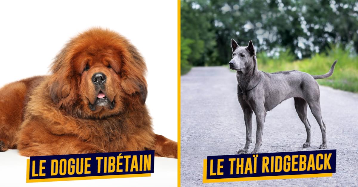 Les 5 meilleures races de chiens de berger