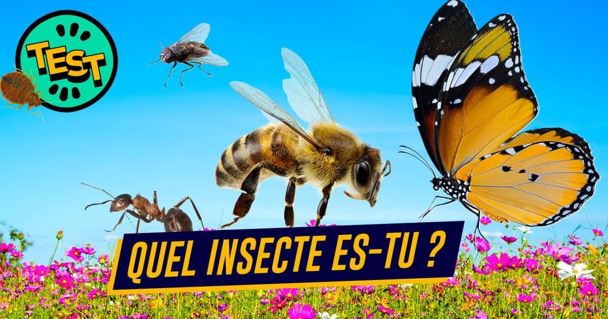 Quel insecte es-tu