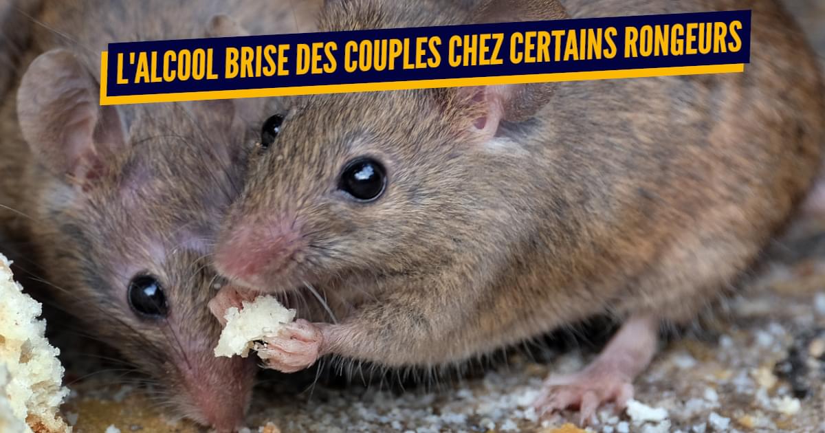 Top 10 des preuves que les animaux ont les mêmes problèmes que nous