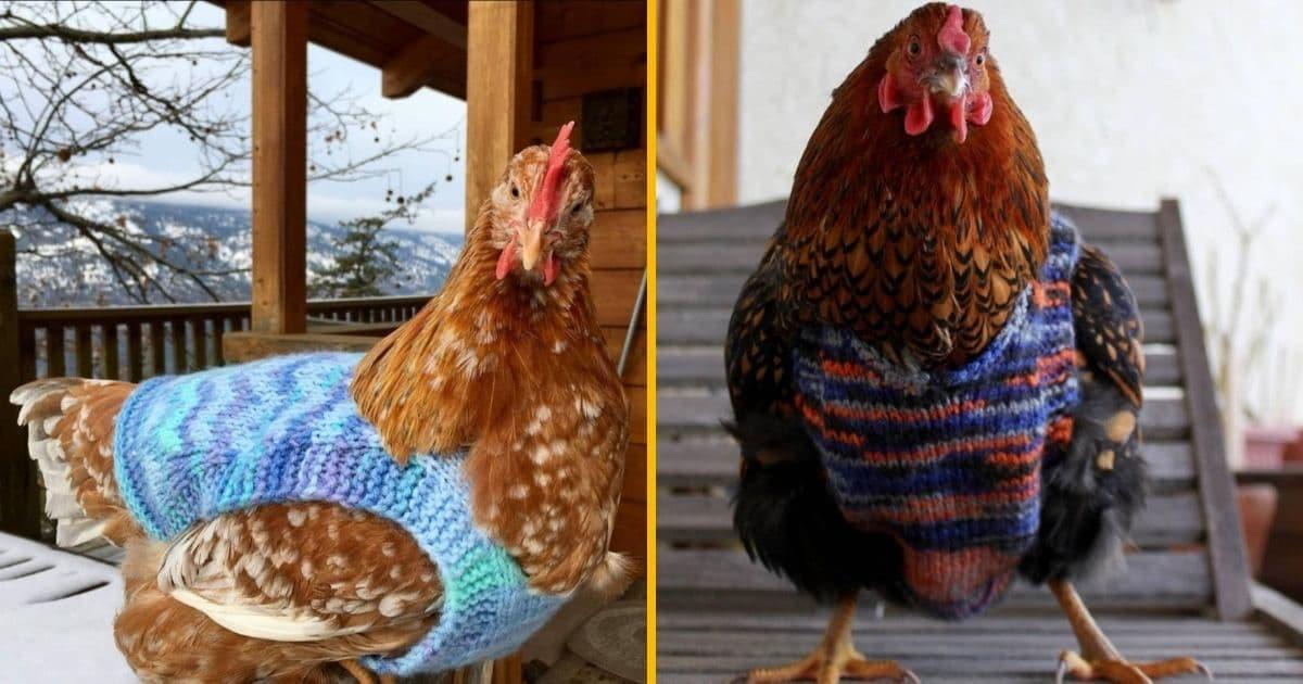 Un pull tricoté pour poule, pour les longues journées d’hiver
