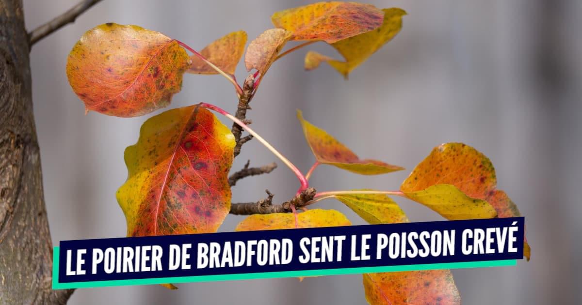 Quelques idées de fleurs qui sentent bon au jardin - France Bleu