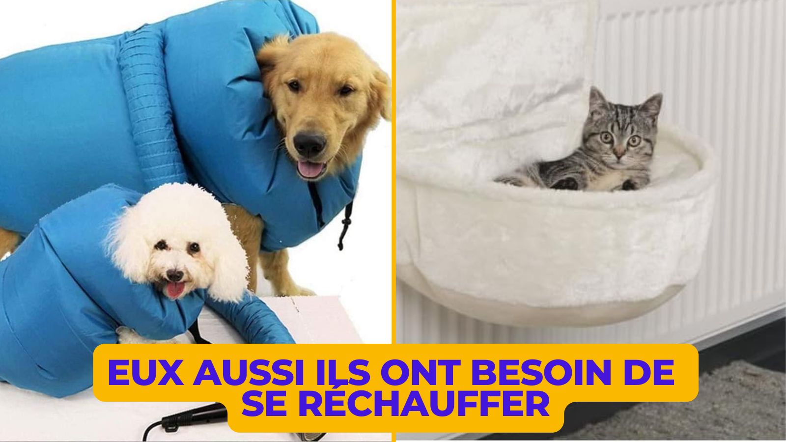 Top 20+ indispensables pour protéger ton animal du froid, pour chien ou chat