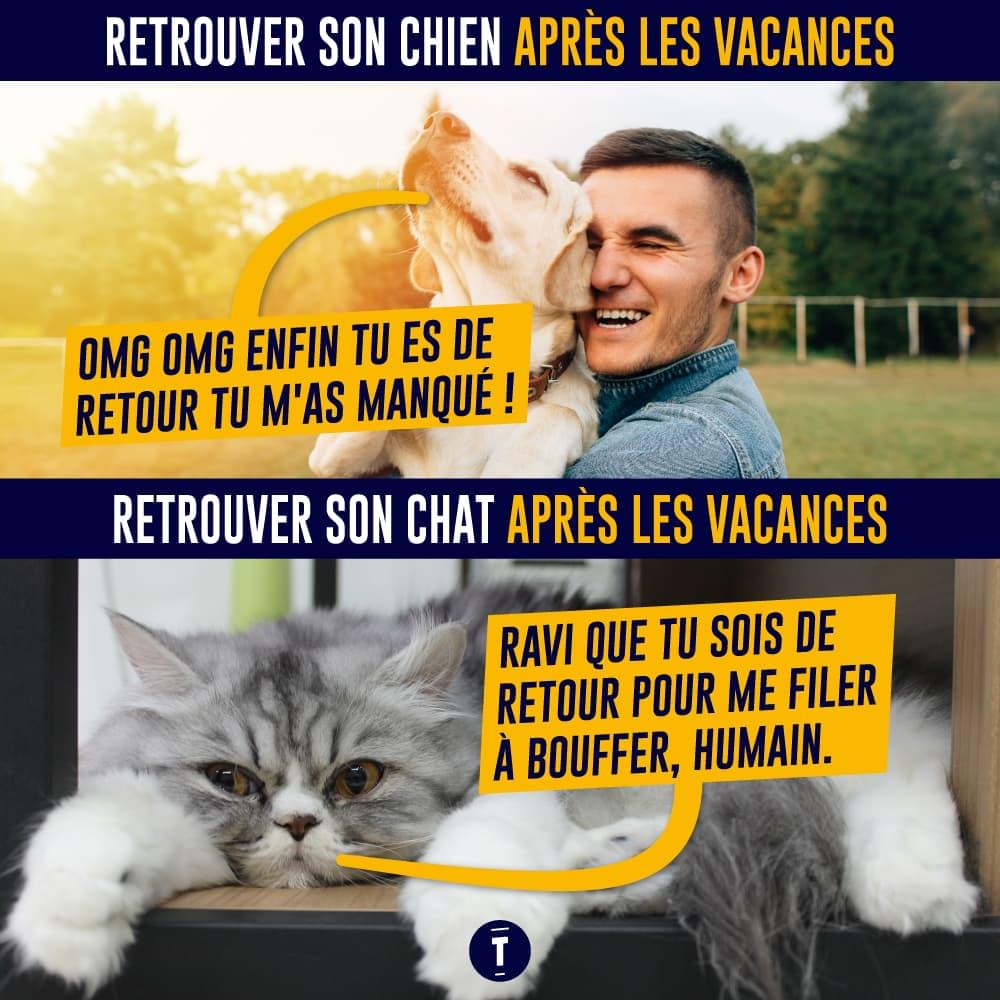 Top 10 des comportements de ton chien décryptés, pour enfin comprendre les  toutous