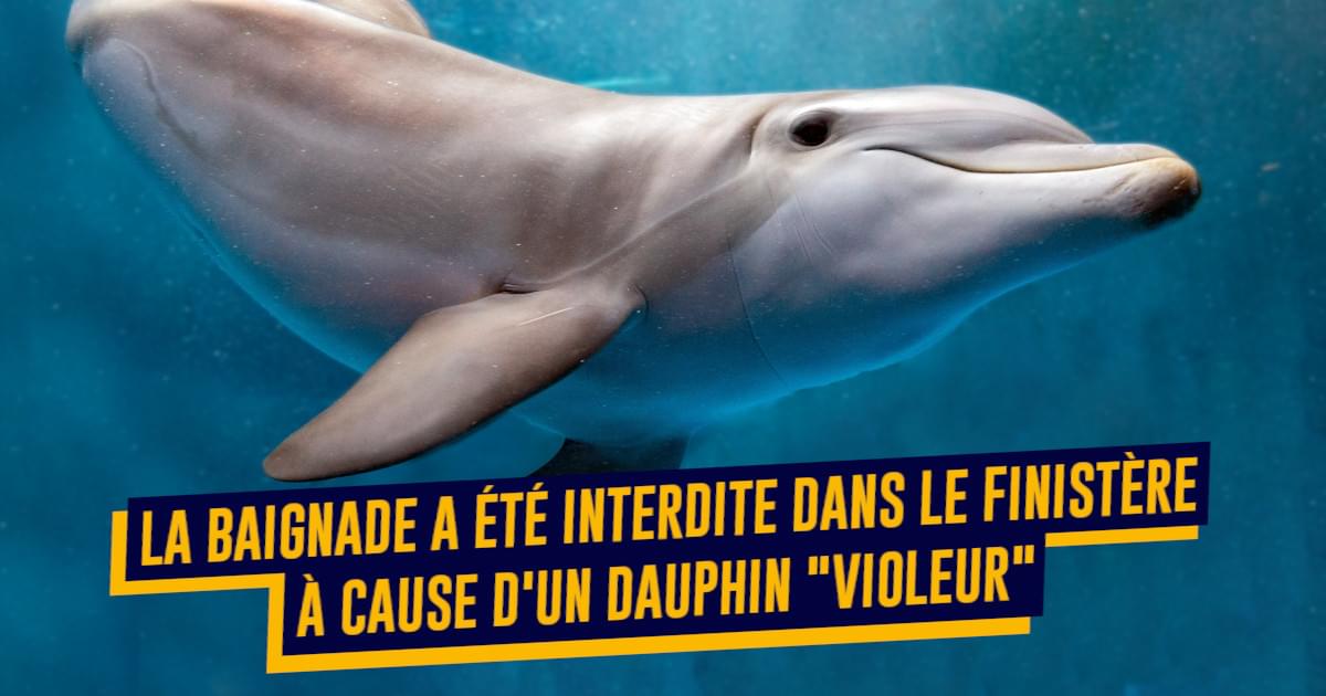 Top 10 des preuves que les dauphins sont des enflures (sans pitié)