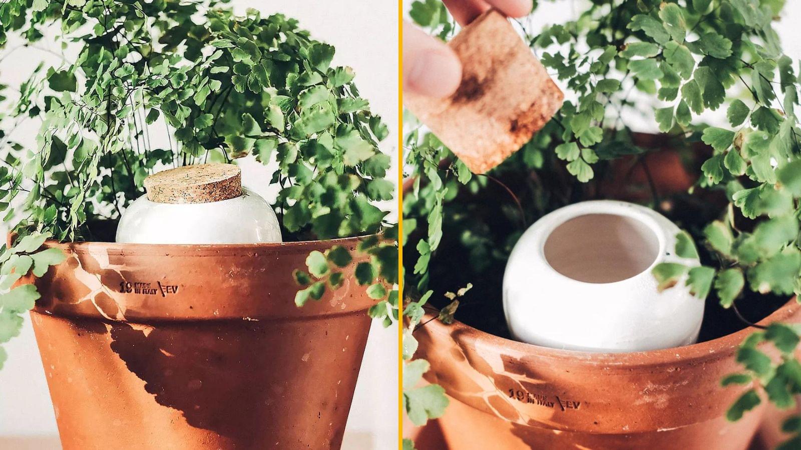 Une Olla, un diffuseur d’eau naturel pour arroser tes plantes sans y penser
