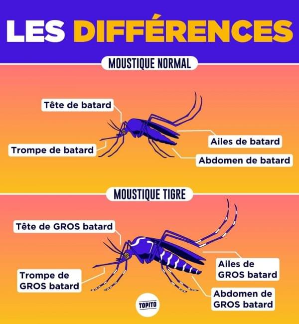 Topito vs moustique