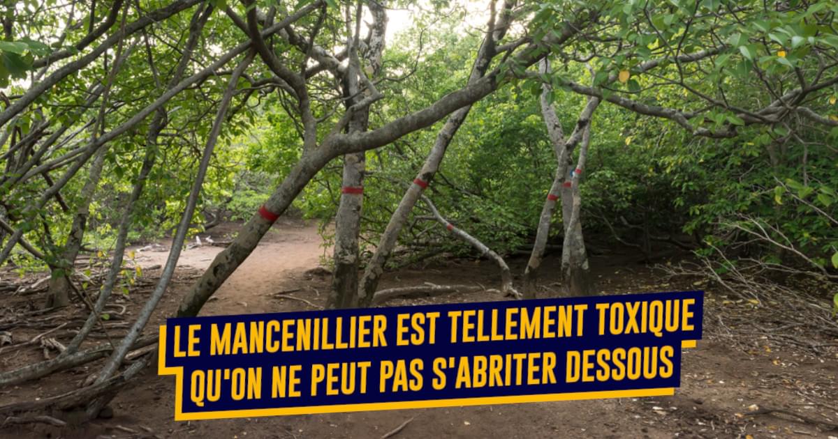 Top 10 des arbres les plus dangereux du monde, ceux qu’on a bof envie d’avoir dans notre jardin