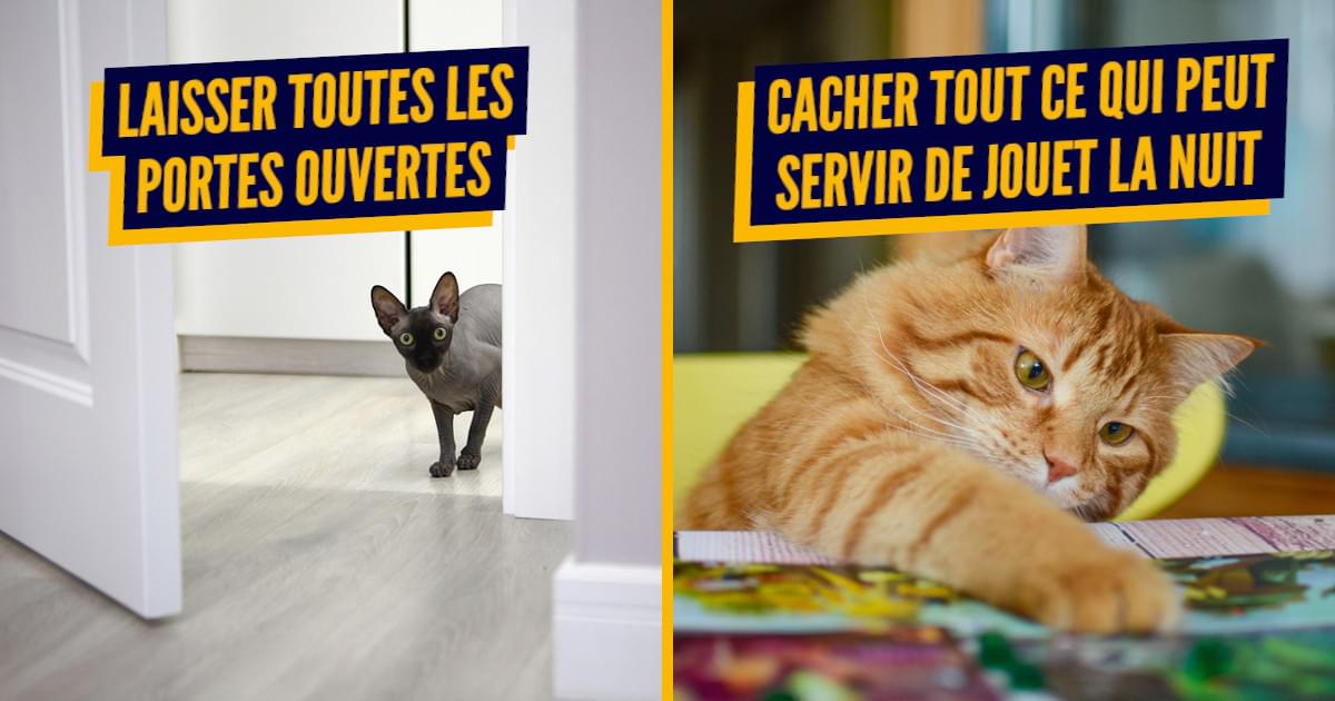 Top 10 des réflexes chelous des propriétaires de chats, une vie faite de petites habitudes