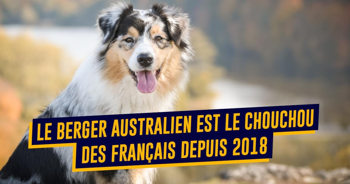 Les cinq chiens préférés des Français