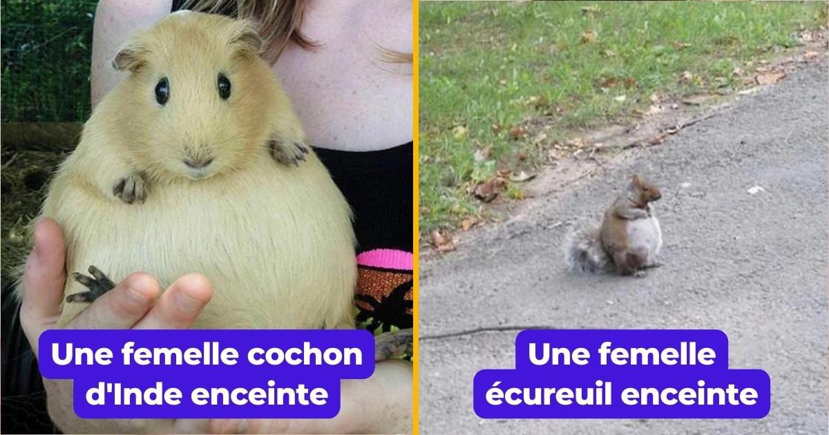 Top 20 des photos d’animaux enceintes, c’est beaucoup trop mignon