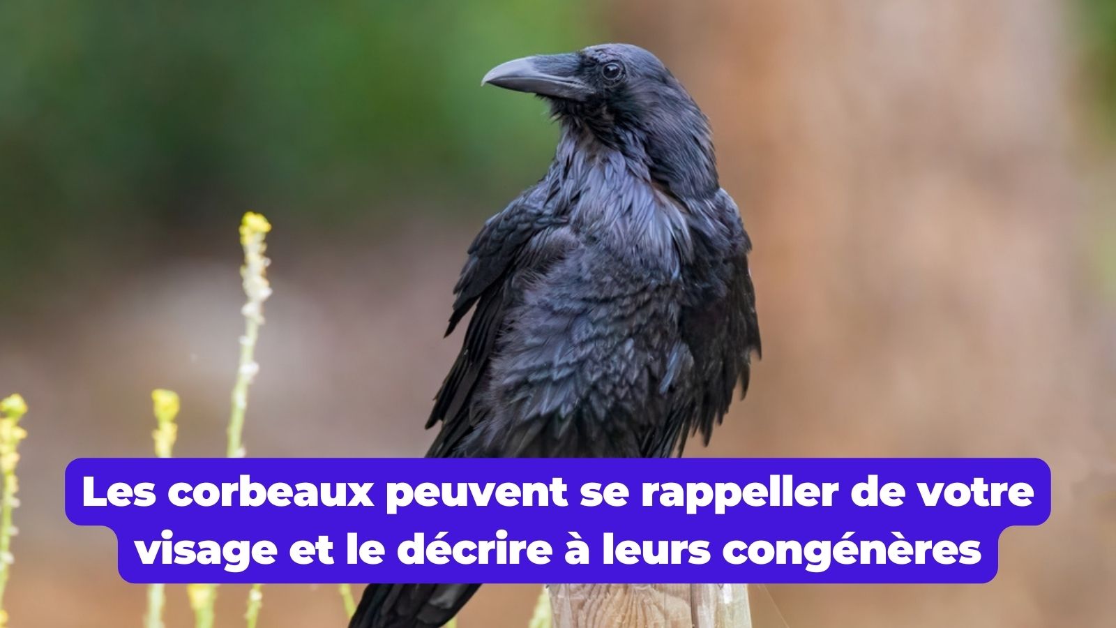 Yat Il Des Corbeaux En France Top 10 des trucs que vous ignorez sûrement sur les corbeaux, ces génies